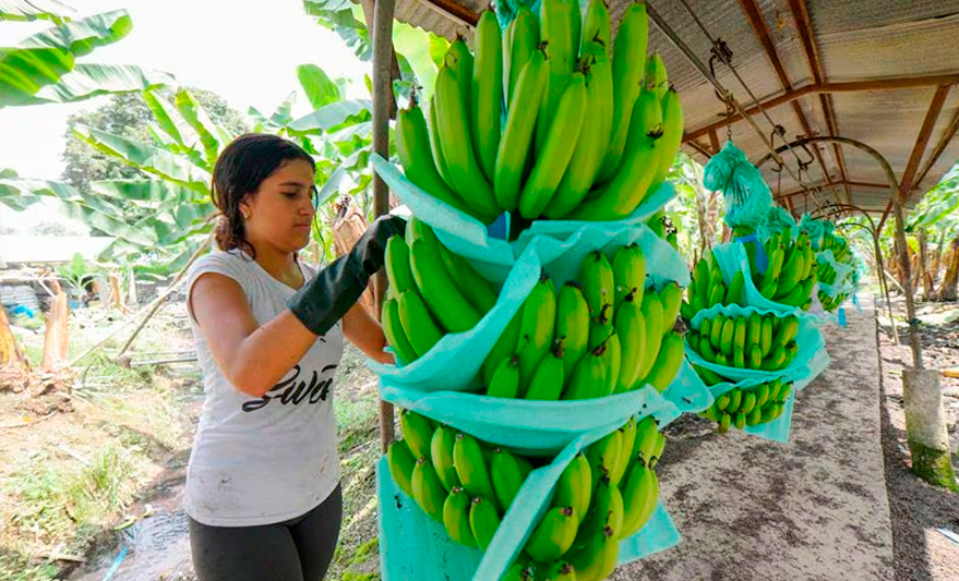 Ecuador envió todo el banano de las cinco exportadoras a Rusia y otros mercados durante los 15 días que duró la sanción