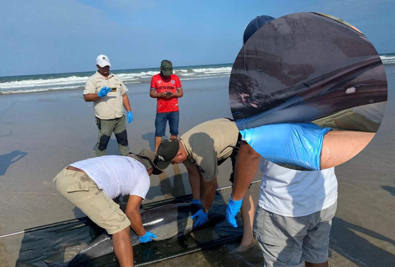 Rescatan a un delfín que estaba varado en una zona de Punta Carnero, en Salinas, Santa Elena