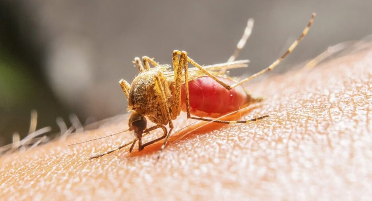 Se confirma el primer caso aislado de fiebre amarilla en Ecuador