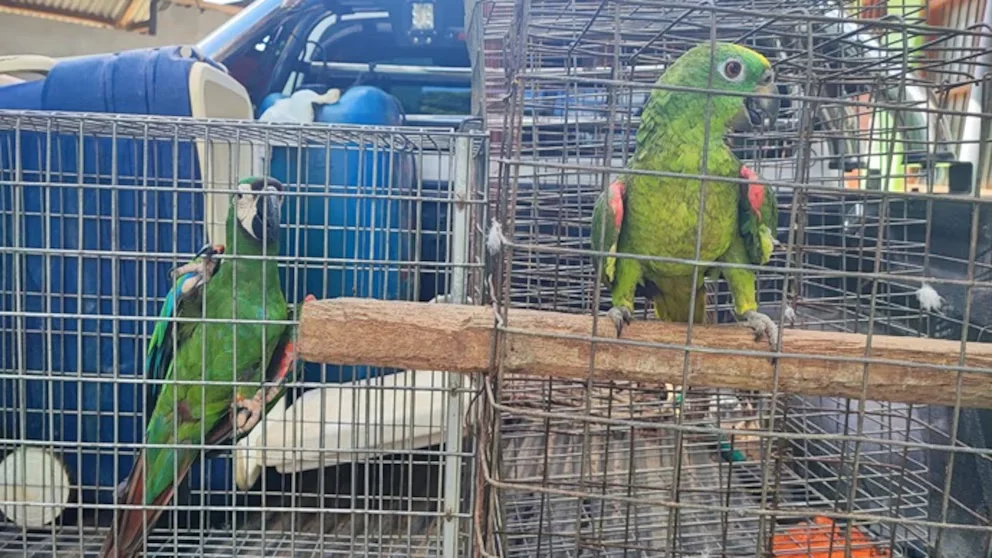 Capturan banda de tráfico de fauna silvestre y rescatan a miles de especímenes vivos
