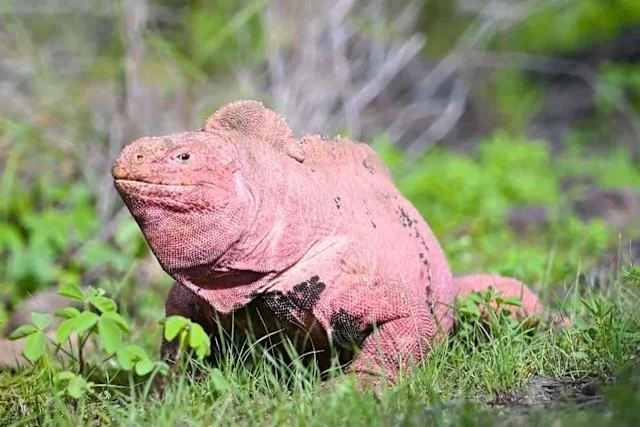 Galápagos: Descubrimiento de dos crías de iguana rosada refuerza la esperanza para una especie en peligro crítico
