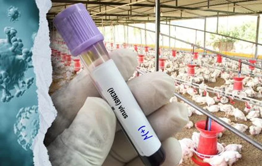 Ecuador es declarado libre de influenza aviar tras 721 días sin brotes