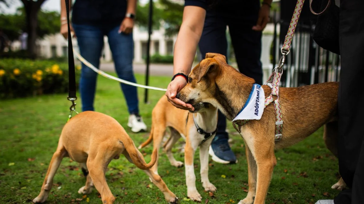 Guayaquil registró el triple de expedientes por maltrato animal en 2025, ¿a qué se debe?