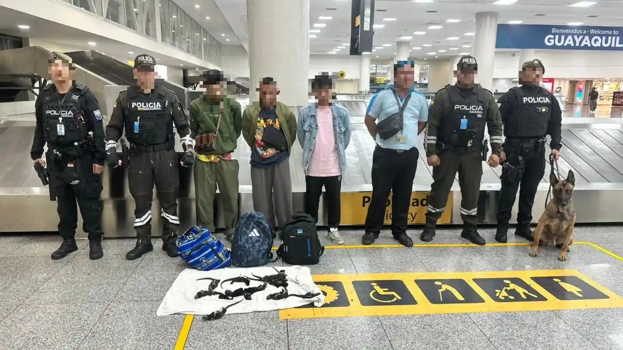 investigan tráfico ilegal de iguanas tras hallazgo en Guayaquil